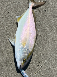 ショゴの釣果