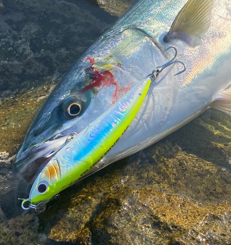 イナダの釣果