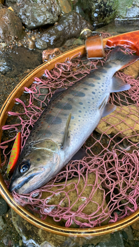 アマゴの釣果