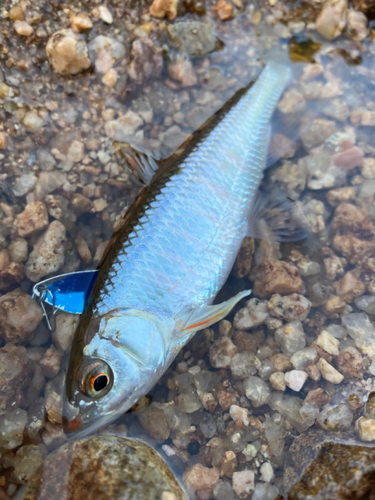 オイカワの釣果