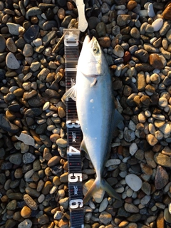 メジロの釣果