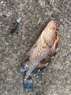 オオモンハタの釣果