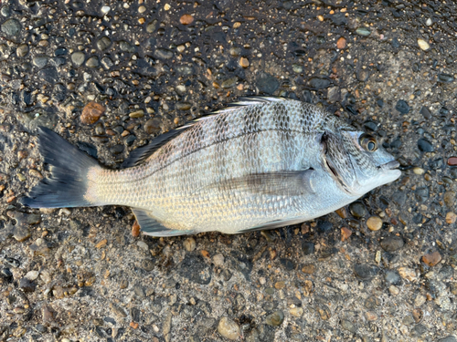 チヌの釣果