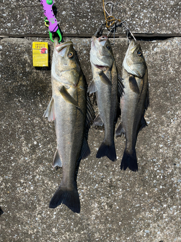 シーバスの釣果