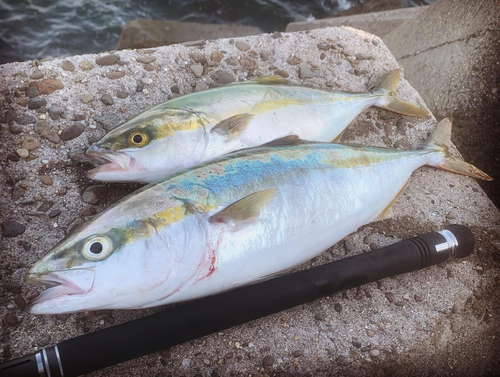 ハマチの釣果