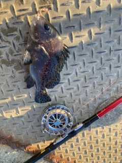 コショウダイの釣果