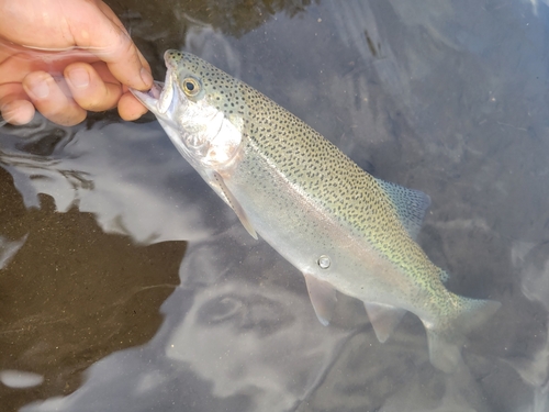 ニジマスの釣果