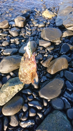 アラカブの釣果