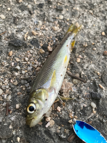 カワムツの釣果