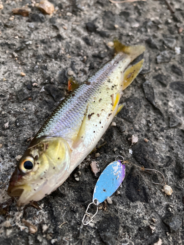 カワムツの釣果