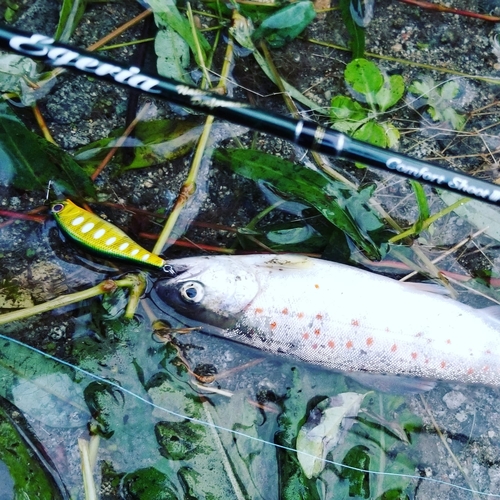 ブラウントラウトの釣果