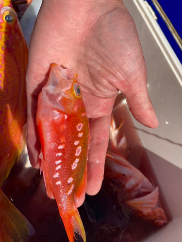 サクラダイの釣果