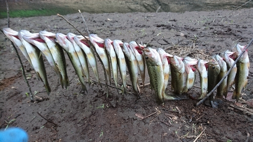 ブラックバスの釣果