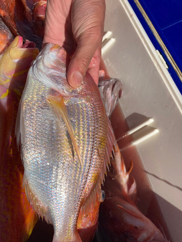 レンコダイの釣果