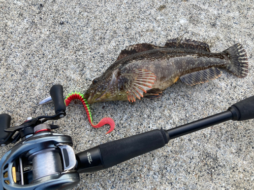 アイナメの釣果