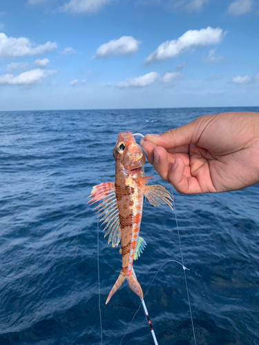 ヒメコダイの釣果