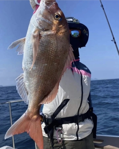 マダイの釣果