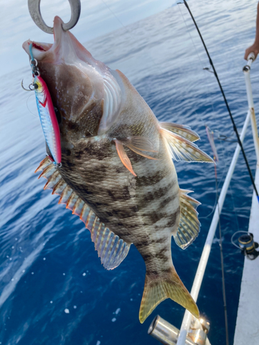 フエフキダイの釣果