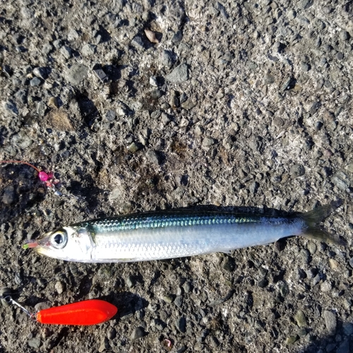 ウルメイワシの釣果