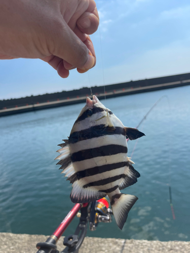 サンバソウの釣果