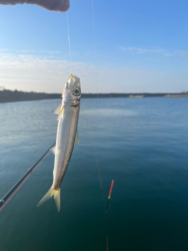 イワシの釣果