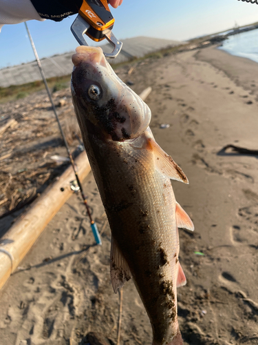 エゾウグイの釣果