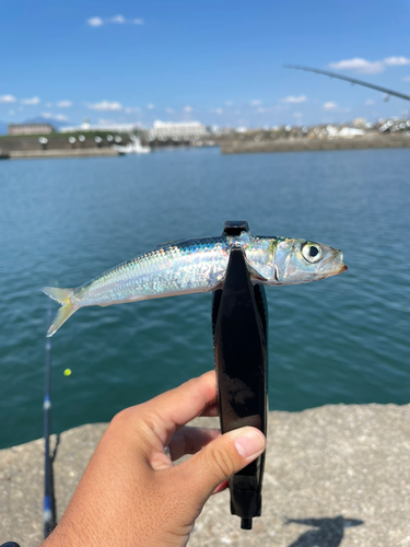 ウルメイワシの釣果