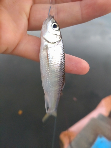 オイカワの釣果