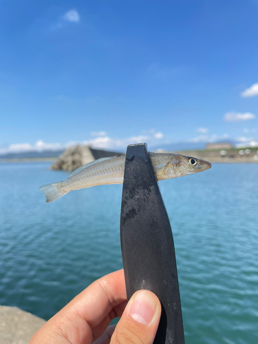 シロギスの釣果