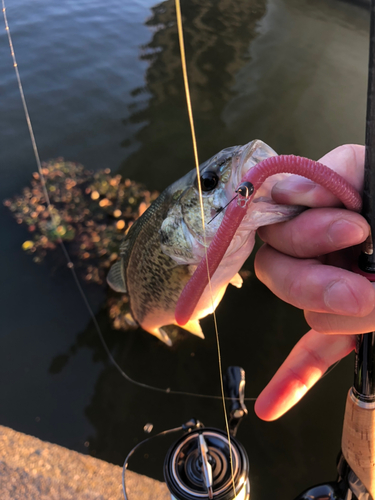 ブラックバスの釣果