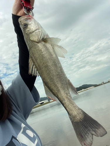 セイゴ（マルスズキ）の釣果