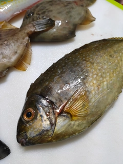 アイゴの釣果