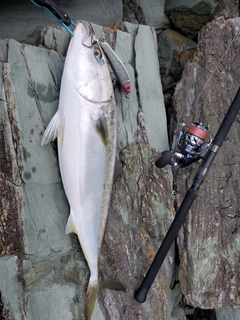 ヤズの釣果