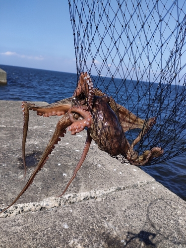 タコの釣果