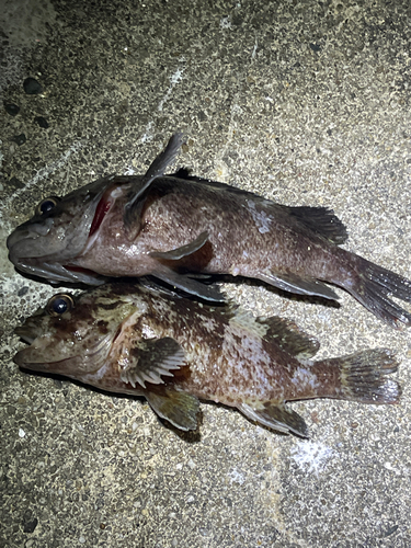 タケノコメバルの釣果