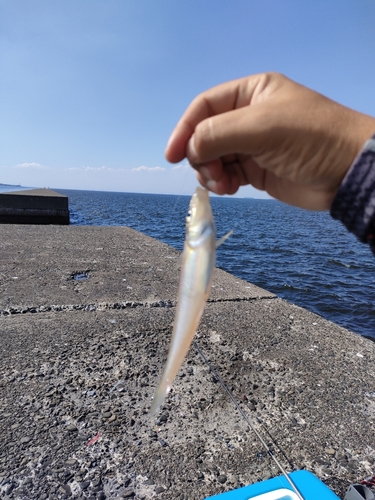 キスの釣果