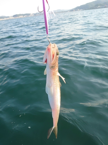 エソの釣果