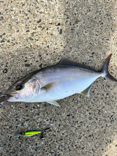 ネリゴの釣果