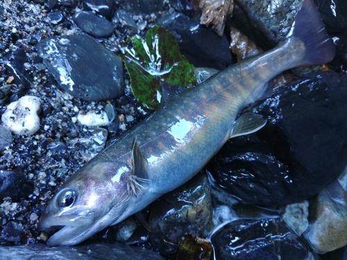 イワナの釣果