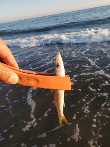 カマスの釣果