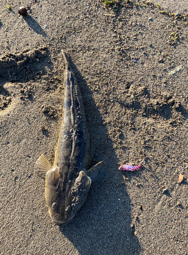 マゴチの釣果