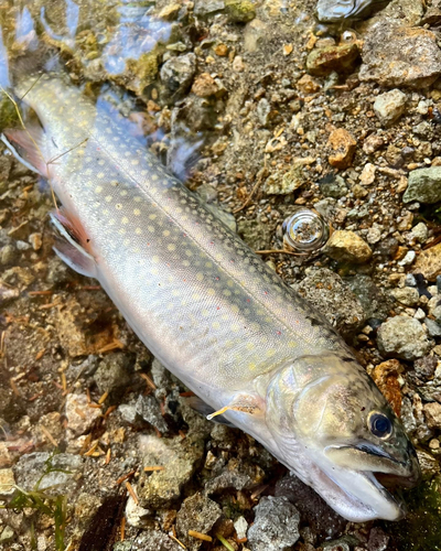 ブルックトラウトの釣果