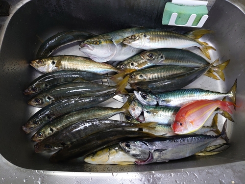 アジの釣果