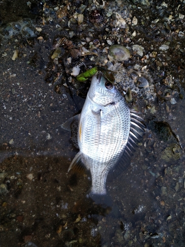 キビレの釣果