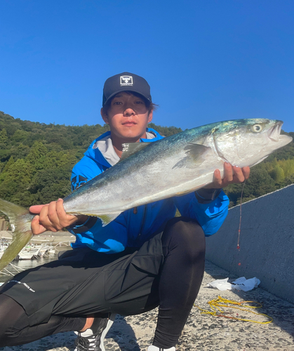 ブリの釣果