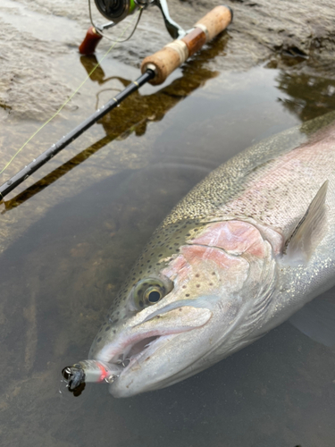 ニジマスの釣果