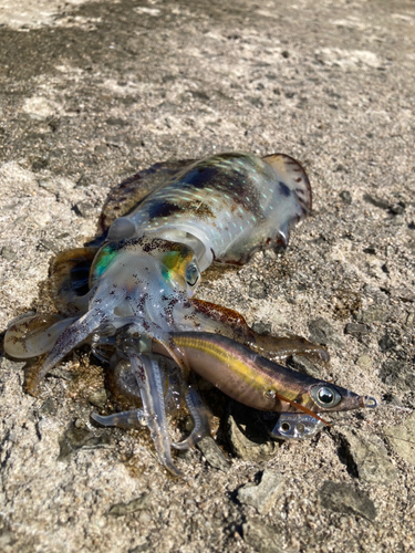 アオリイカの釣果