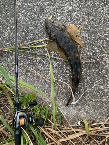 コチの釣果