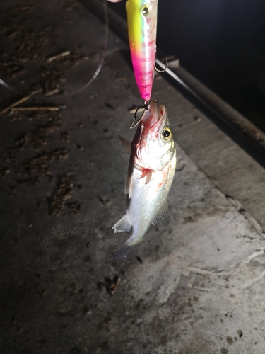 セイゴ（マルスズキ）の釣果