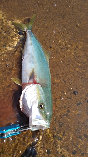 ヤズの釣果